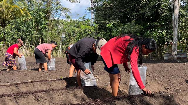 Preparando el terreno para  ocho invernaderos en Guatemala